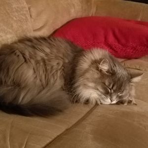 Meet your Posher, Debbie